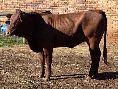1 X BONSMARA COW VDK BOERDERY