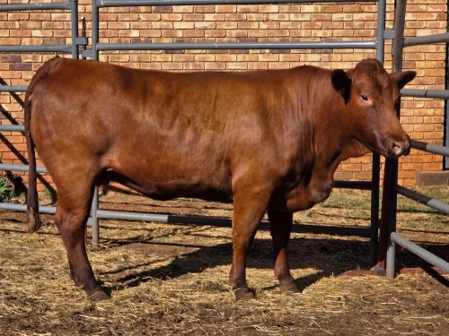 1 X BONSMARA COW VDK BOERDERY