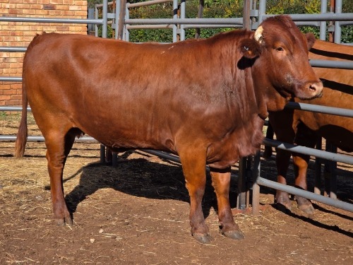 1 X BONSMARA COW VDK BOERDERY