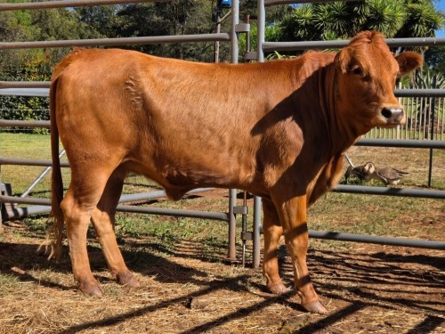 1 X BONSMARA COW VDK BOERDERY