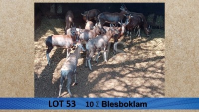 10X Blesbok/Blesbuck lammers Visrivierbeleggings (Per Piece to take the lot/Per stuk om lot te neem)