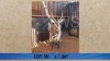 1X Waterbok/Waterbuck M:1 Pieter Breugem