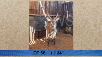 1X Waterbok/Waterbuck M:1 Pieter Breugem