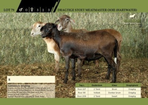 3 x Dragtige Stoet Meatmaster Ooie (Hartwater)