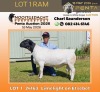 1 X DORPER T4 RAM Nooitgedacht Dorper Stud