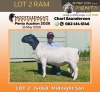 1 X DORPER T3 (Kleur) RAM Nooitgedacht Dorper Stud
