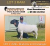 1 X DORPER T5 RAM Nooitgedacht Dorper Stud