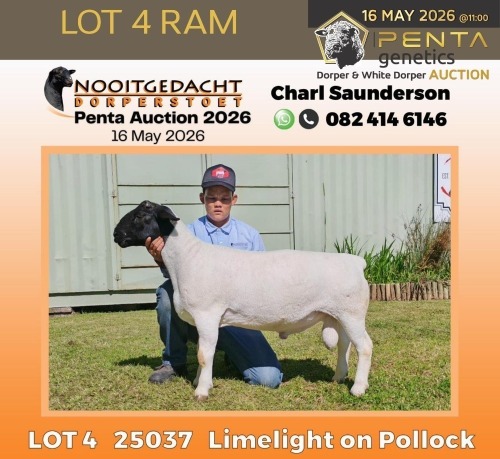 1 X DORPER T5 RAM Nooitgedacht Dorper Stud