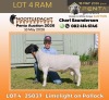 1 X DORPER T5 RAM Nooitgedacht Dorper Stud