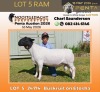 1 X DORPER T3 (Kleur) RAM Nooitgedacht Dorper Stud