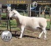 1 X WHITE DORPER T5 RAM JTV Witdorpers