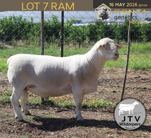 1 X WHITE DORPER T5 RAM JTV Witdorpers