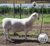1 X WHITE DORPER T5 RAM JTV Witdorpers