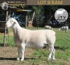 1 X WHITE DORPER T4 RAM JTV Witdorpers