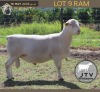 1 X WHITE DORPER T5 RAM JTV Witdorpers
