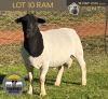 1 X DORPER T4 RAM Tiegerpoort Boerdery