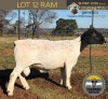 1 X DORPER T4 RAM Tiegerpoort Boerdery