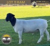 1 X DORPER T4 RAM Tiegerpoort Boerdery