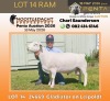 1 X DORPER T5 PREGNANT EWE Nooitgedacht Dorper Stud