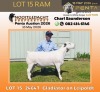 1 X DORPER T4 PREGNANT EWE Nooitgedacht Dorper Stud