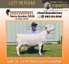 1 X WHITE DORPER T4 RAM Nooitgedacht White Dorper Stud