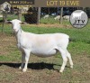 1 X WHITE DORPER T4 PREGNANT EWE JTV Witdorpers