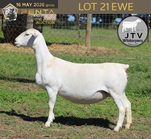 1 X WHITE DORPER T5 PREGNANT EWE JTV Witdorpers