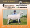 1 X WHITE DORPER T5 RAM Nooitgedacht White Dorper Stud