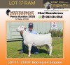 1 X WHITE DORPER T5 RAM Nooitgedacht White Dorper Stud