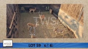 6X Rooibok/Impala M:6 Meletse Private Game Reserve (Per Piece to take the lot/Per stuk om lot te neem)