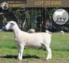 1 X WHITE DORPER T4 PREGNANT EWE JTV Witdorpers