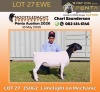 1 X DORPER T5 PREGNANT EWE Nooitgedacht Dorper Stud
