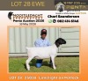 1 X DORPER T5 PREGNANT EWE Nooitgedacht Dorper Stud