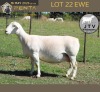 1 X WHITE DORPER T4 PREGNANT EWE JTV Witdorpers