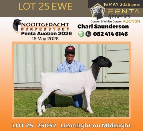 1 X DORPER T5 PREGNANT EWE Nooitgedacht Dorper Stud
