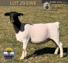 1 X DORPER T5 PREGNANT EWE Tiegerpoort Boerdery