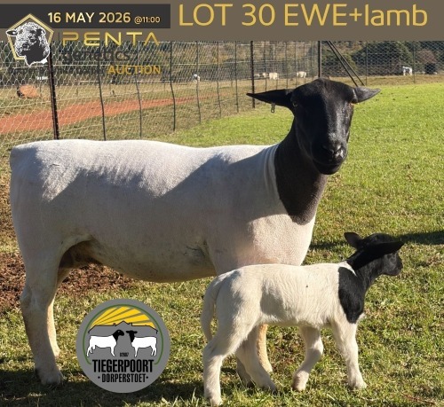 1+1 X DORPER T5 EWE Tiegerpoort Boerdery