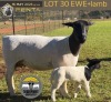 1+1 X DORPER T5 EWE Tiegerpoort Boerdery