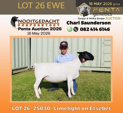 1 X DORPER T5 PREGNANT EWE Nooitgedacht Dorper Stud