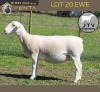 1 X WHITE DORPER T4 PREGNANT EWE JTV Witdorpers