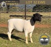 1 X DORPER T5 EWE Tiegerpoort Boerdery