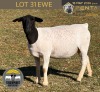 1 X DORPER T5 PREGNANT EWE Tiegerpoort Boerdery