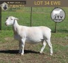 1 X WHITE DORPER T3 PREGNANT EWE JTV Witdorpers
