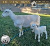 1+1 X WHITE DORPER T4 EWE JTV Witdorpers