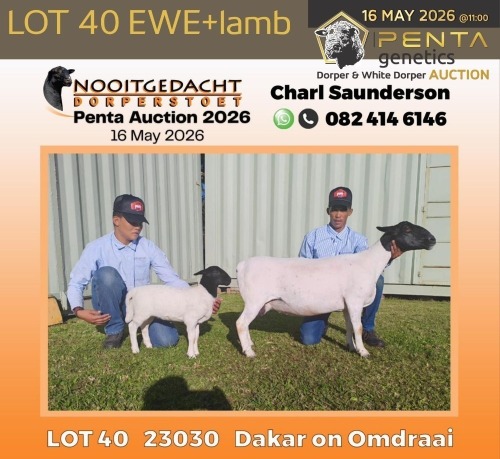 1+1 X DORPER T5 EWE Nooitgedacht Dorper Stud