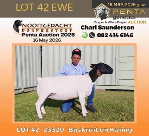 1 X DORPER T5 PREGNANT EWE Nooitgedacht Dorper Stud