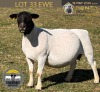 1+1 X DORPER T5 EWE Tiegerpoort Boerdery