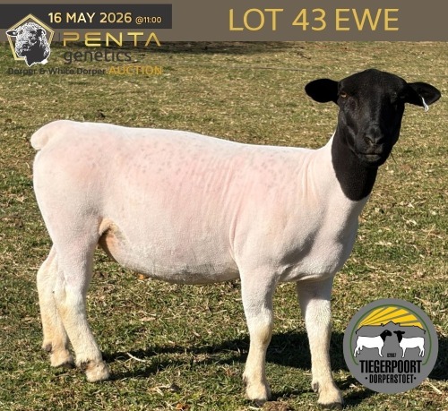 1 X DORPER T5 PREGNANT EWE Tiegerpoort Boerdery