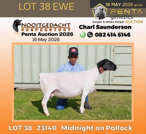 1 X DORPER T5 PREGNANT EWE Nooitgedacht Dorper Stud