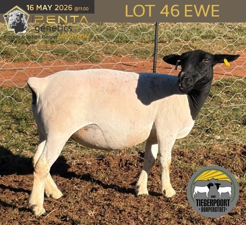 1 X DORPER T5 PREGNANT EWE Tiegerpoort Boerdery